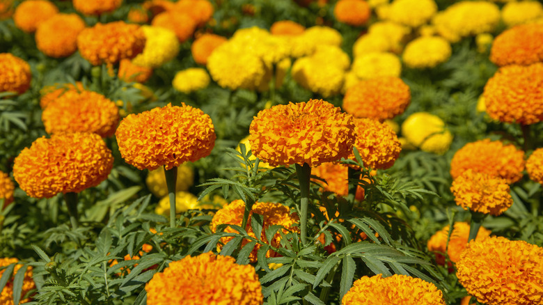 Lush array of yellow and orange marigolds in bloom
