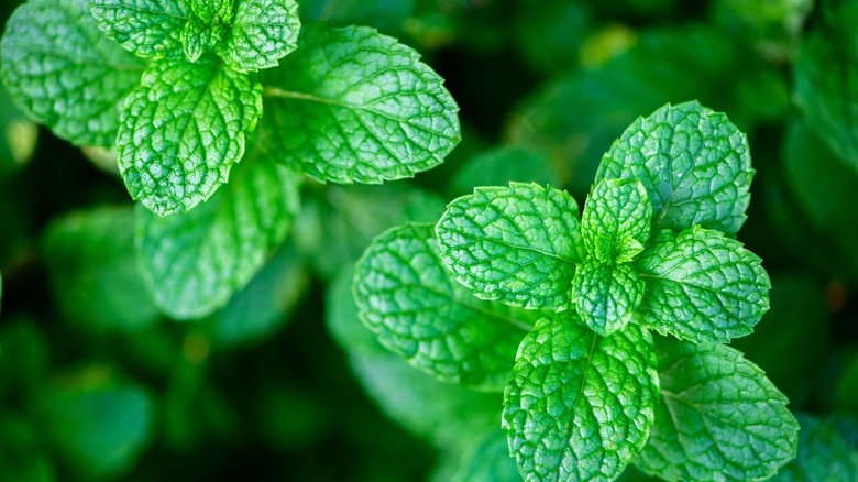 Top view of mint leaves in garden