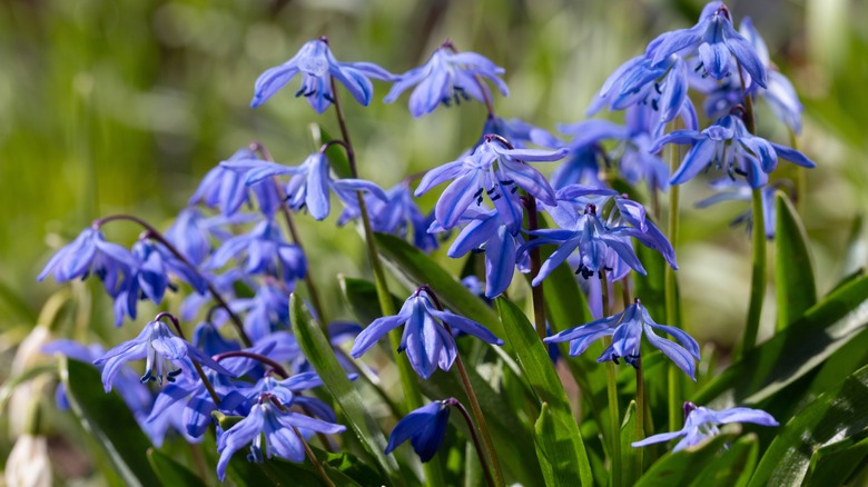Violet-colored Siberian squill flowers in a field