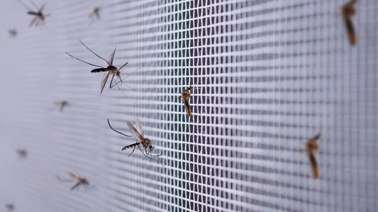 Several mosquitoes on screen