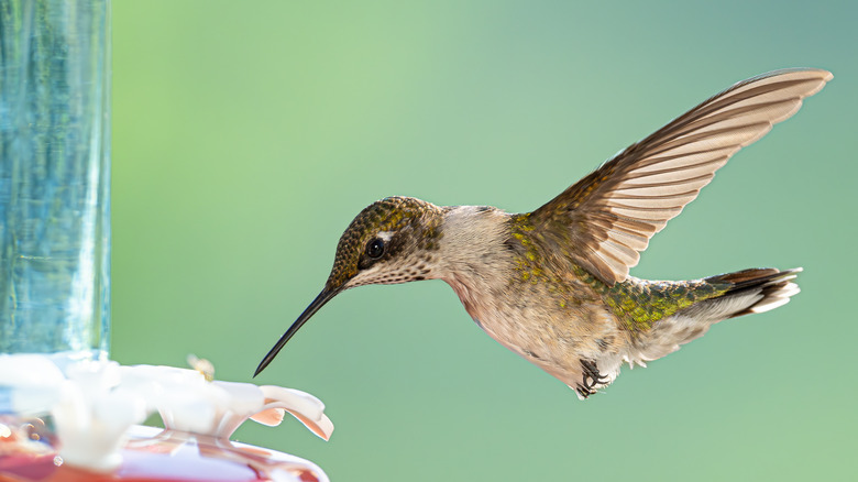 hummingbird drinking from feeder