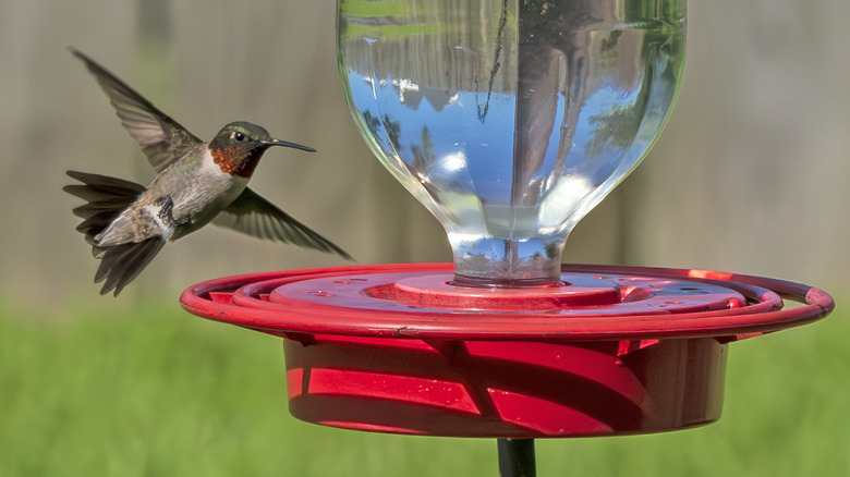 hummingbird approaches red feeder for nectar