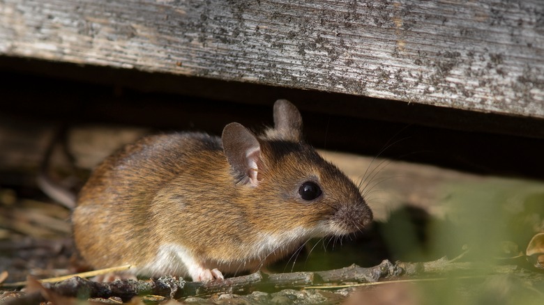 Wild mouse hiding under house deck