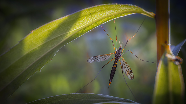 Crane fly in the garden 