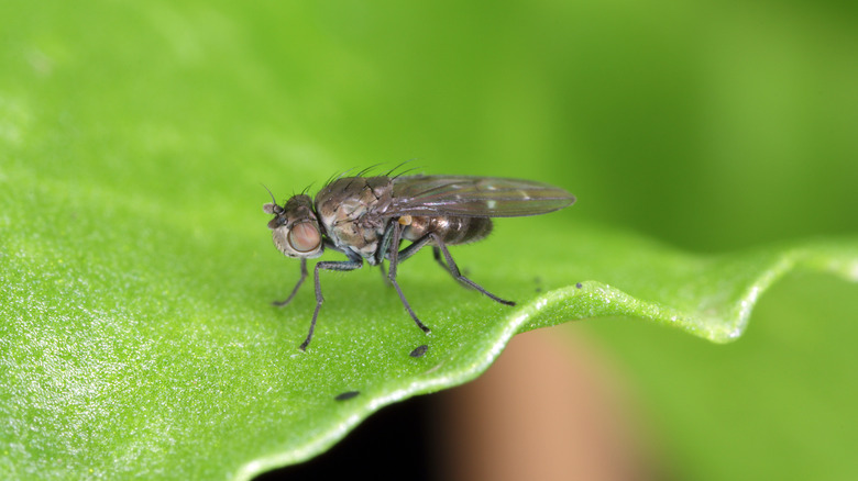 Gnat on leaf