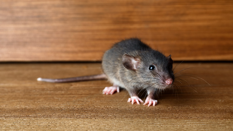 How to Keep Rats & Mice Out of Your Garage 