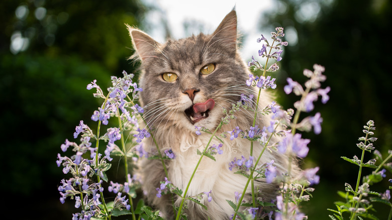 cat and catnip plant