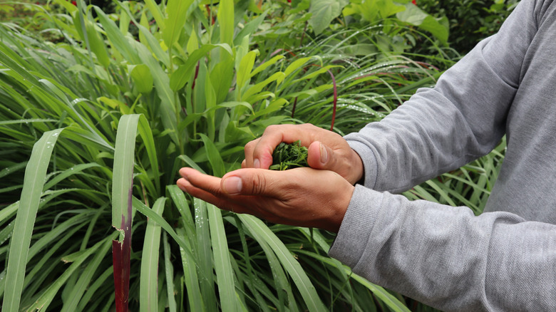 Citronella grass being crushed in hands