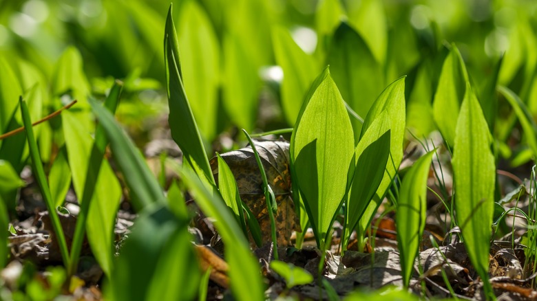 garlic leaves in ground