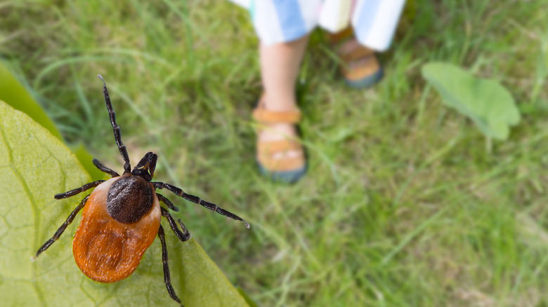 tick and person's legs