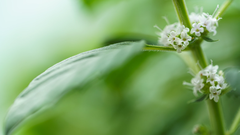 lemon balm flower