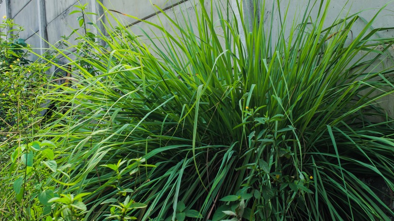 wild lemongrass