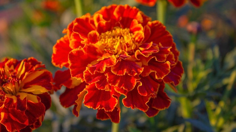 marigold flower