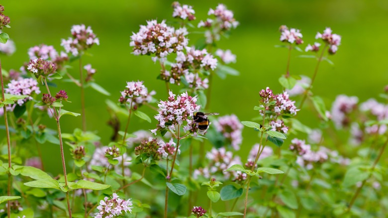 bees on oregano plant