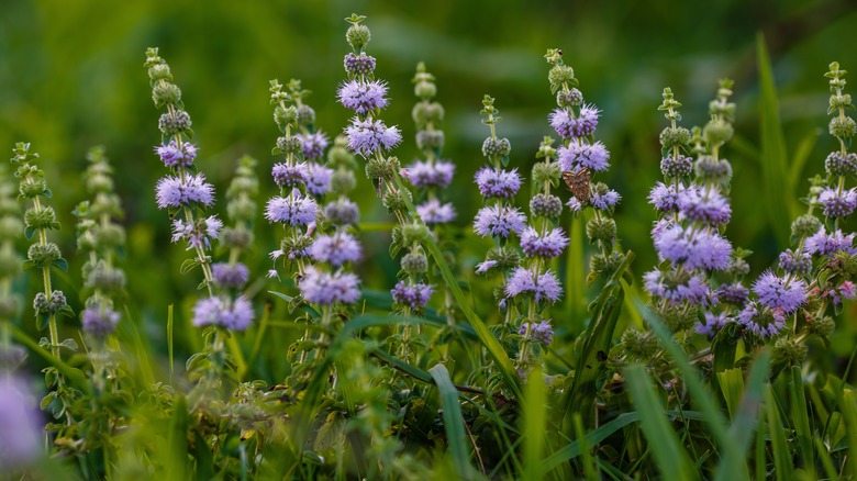 pennyroyal plant in bloom