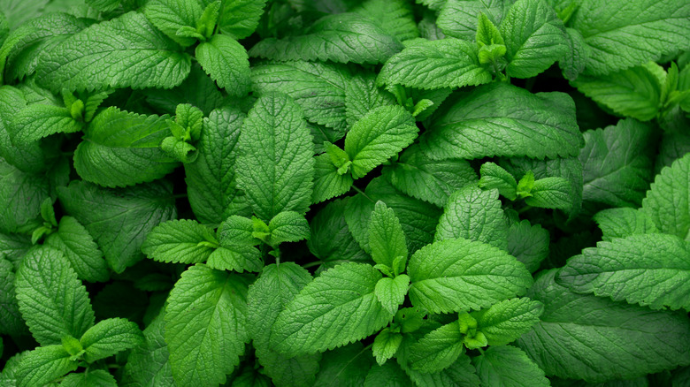 mint leaves