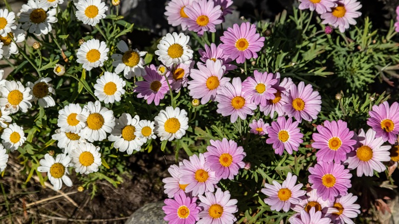 multi color Pyrethrum