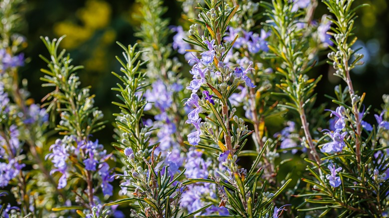 rosemary in bloom