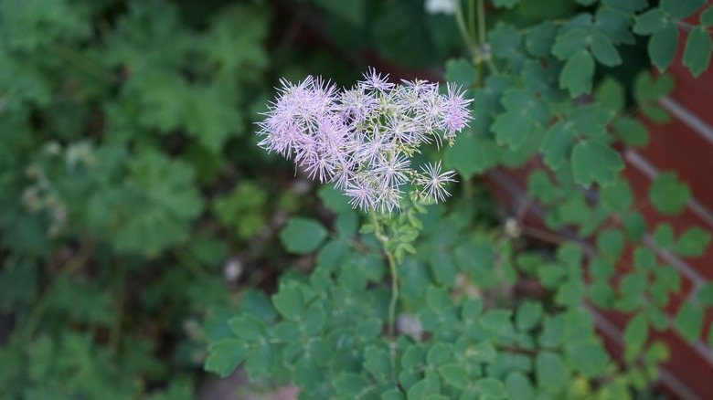 flowering rue