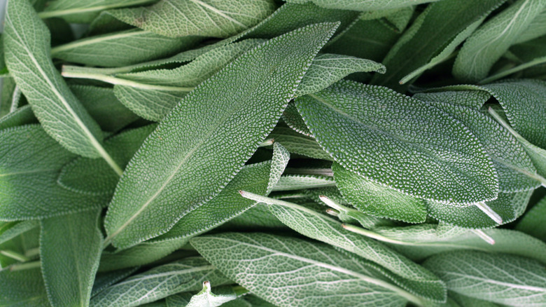 sage leaves
