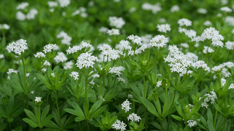 blossoming woodruff
