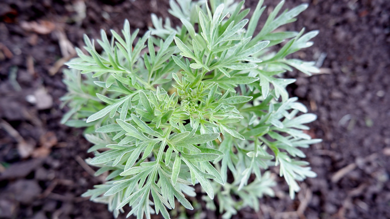 small wormwood bush