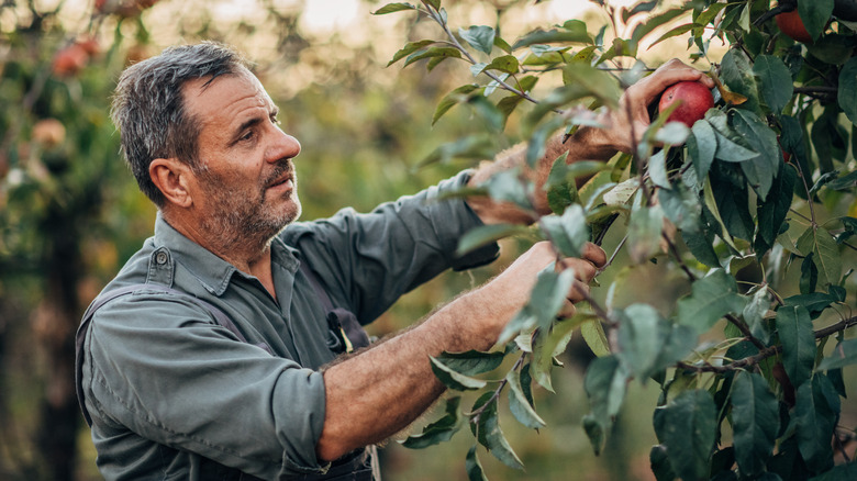 Man picks apple from tree