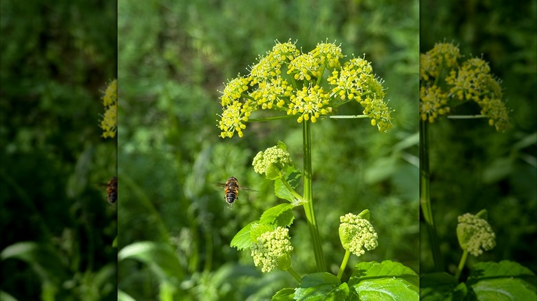 Closeup of the golden alexander flower umbel with a bee heading toward the blooms