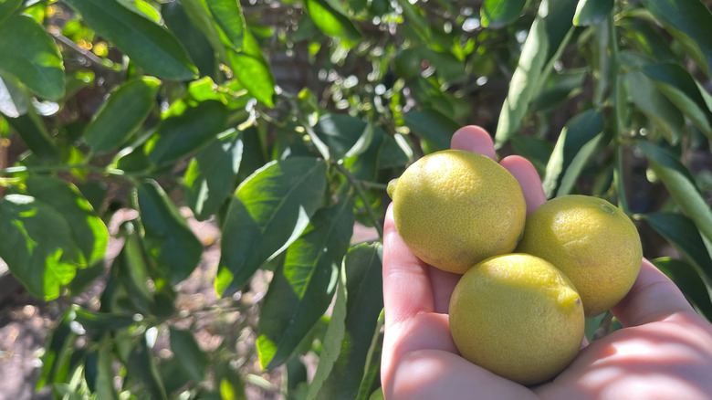A hand holding three ripe lemons with the lemon tree in the background