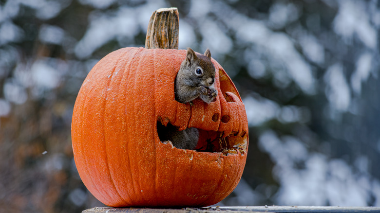 squirrel inside carved pumpkin