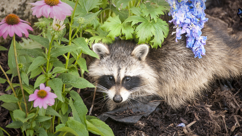 raccoon in garden