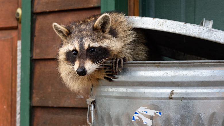 A raccoon peaks out of a metal garbage can