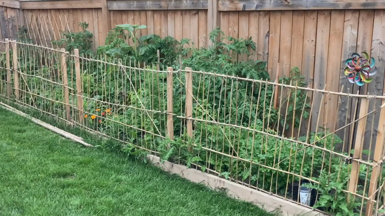 Making a DIY bamboo fence 
