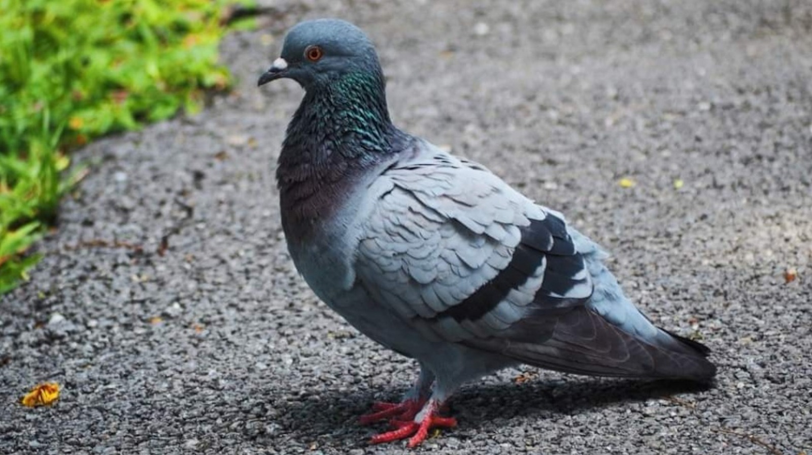 Keep Pigeons Out Of Your Yard With A Common Pantry Item