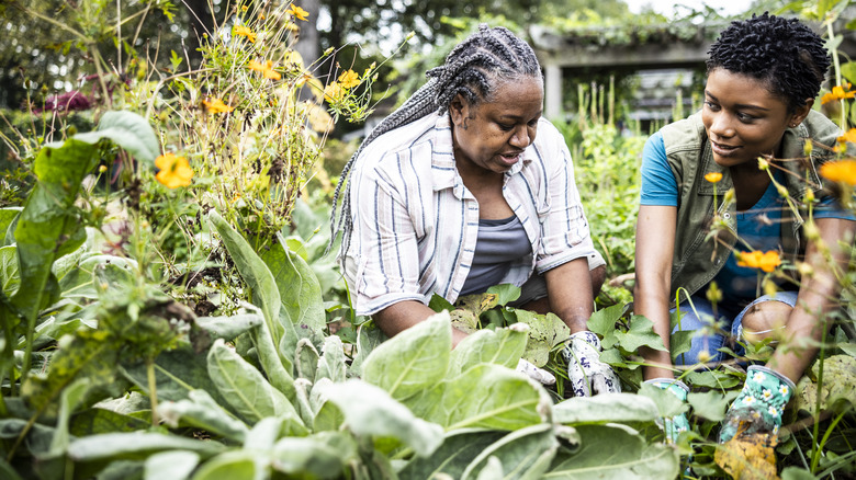 Two people working in a garden
