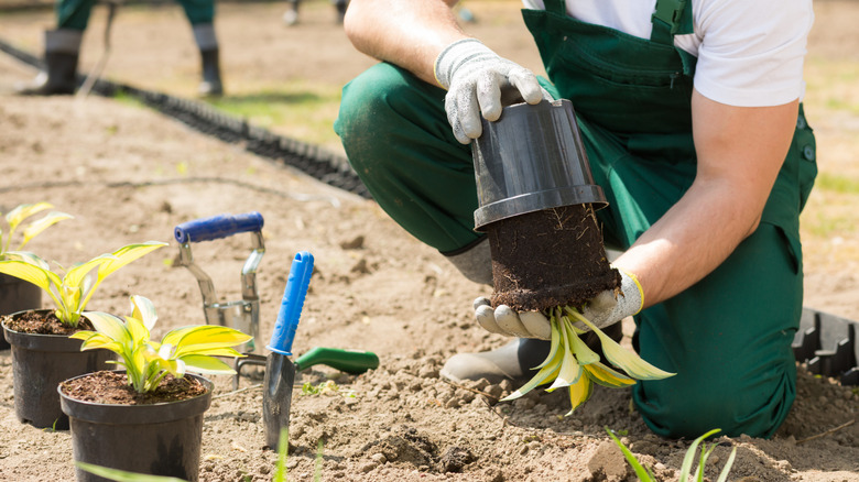 A gardener removes a small plant from a black plastic nursery pot.