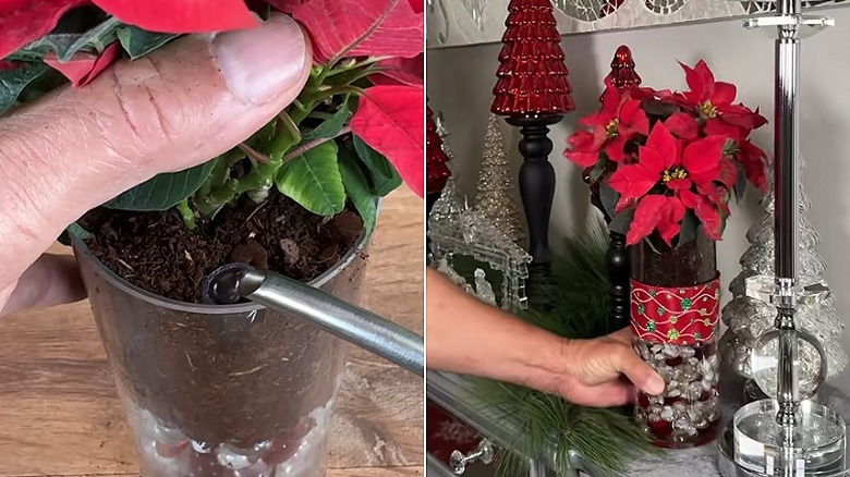 A split image showing a person watering the poinsettia through the tube on the left and placing the completed self-watering display on a shelf that already has other decorations
