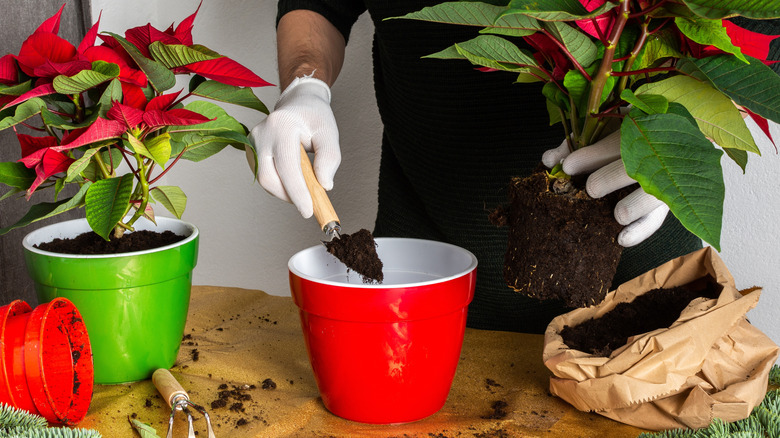 A person transplanting a poinsettia into a larger pot