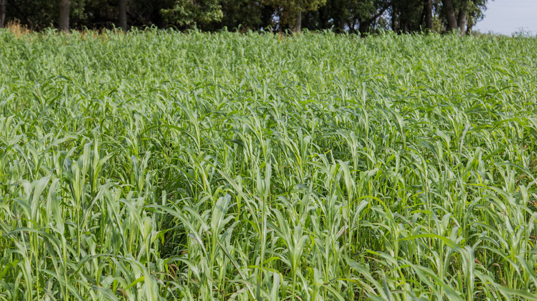 Sorghum sudangrass growing as cover crop on a farm