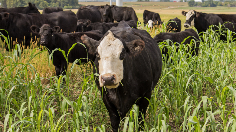 Cows grazing on a sorghum-sudangrass cover crop