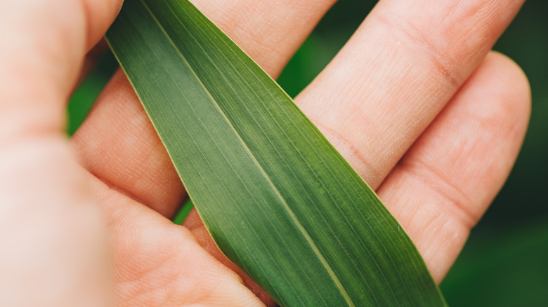 a person holds a sorghum sudangrass leaf for an up close photo