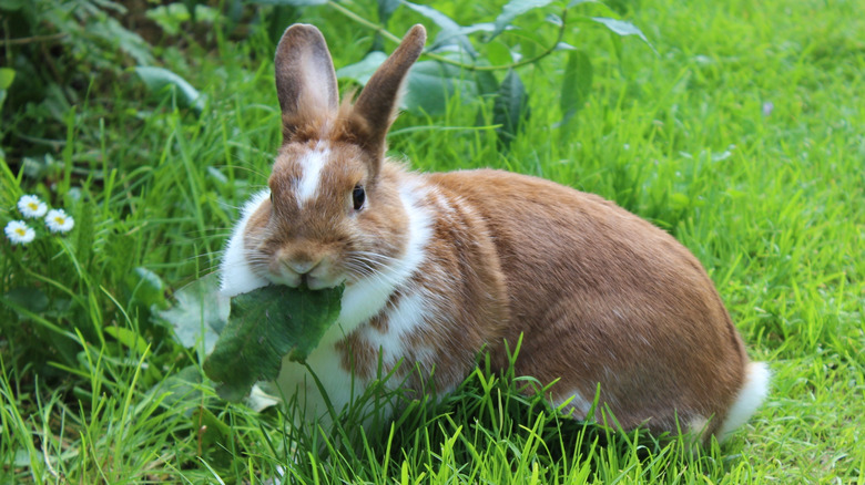 A rabbit munches on a green leaf in a patch of grass