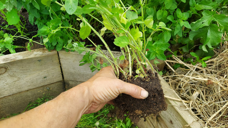 A person gets ready to plant oregano in their garden border