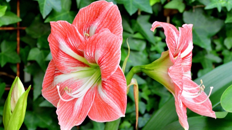 A close up shot of vibrant amaryllis