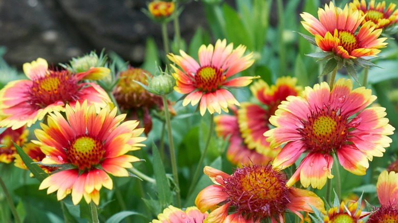 Gaillardia pulchella blooming in the park