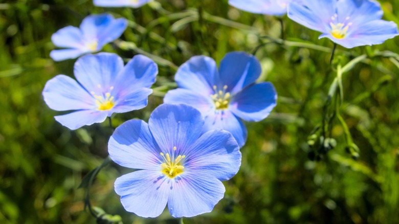 Close up of blue flax