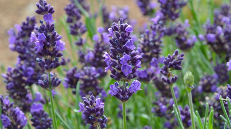 Close up of violet flowers Lavandula angustifolia