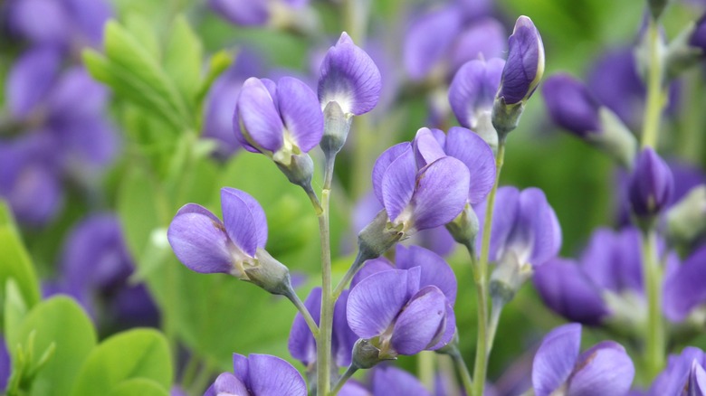 A close up of false indigo flowers in a garden