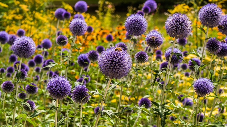 A patch of globe thistle in a field