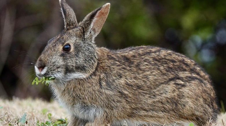 Marsh rabbit nibbling on grass